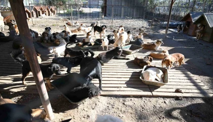 Kemerde ocak ayında 231 can dostu kısırlaştırıldı