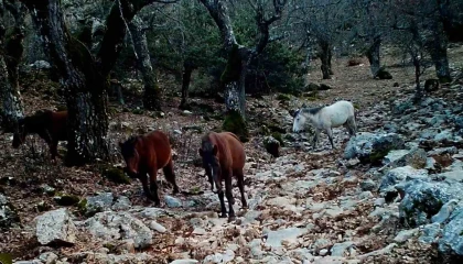 Kovada Gölü Milli Parkında yaban hayatı fotokapana yansıdı