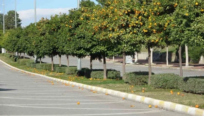 Manavgatta fırtına ve yağmur turunçları yollara döktü