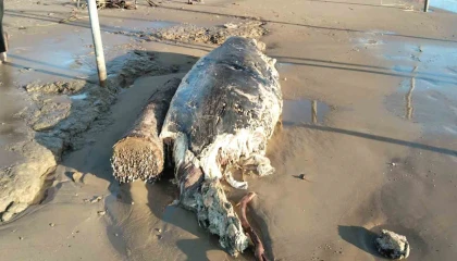 Manavgatta sahile ölü yunus vurdu