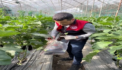 Manavgatta seralarda hasat öncesi pestisit denetimi