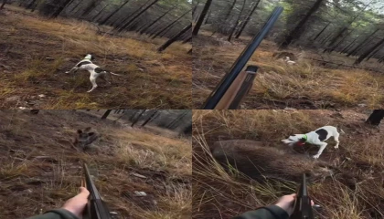 Mersinde av sırasında domuz saldırısı kamerada