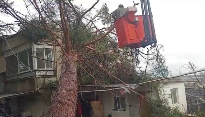 Mersinde fırtına etkili oluyor: Ağaç evin üzerine devrildi