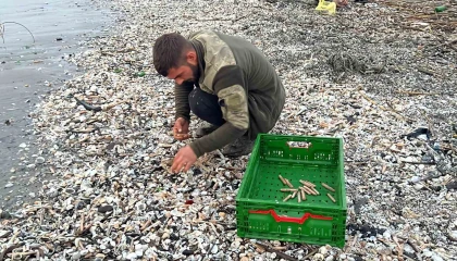 Mersinde fırtına sonrası binlerce kargı midyesi sahile vurdu: Balıkçılar tek tek topladı