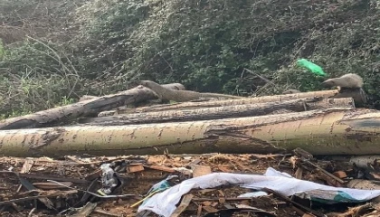 Mersinde sansar ailesi görüntülendi