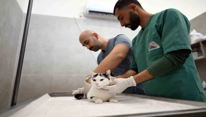 Mersinde sokak kedileri için yeni merkez hizmete girdi