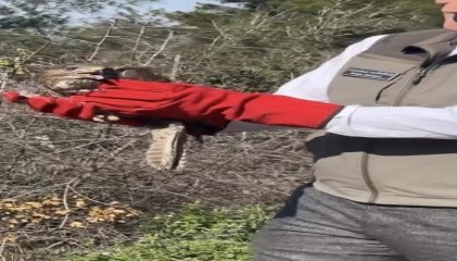 Osmaniyede tedavileri tamamlanan şahinler, doğaya kanat çırptı