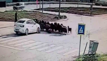 Otomobilin koyun sürüsünün arasına daldığı anlar kamerada