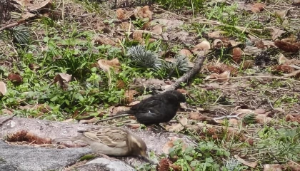 Serçe sürüsünün arasında gördüler, ismini Kömür koydular
