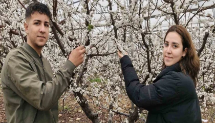 Türkiye karla kaplıyken Silifkede erik ağaçları çiçek açtı