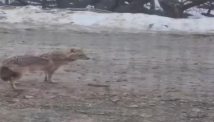 Yiyecek arayan kurt yerleşim yerine indi