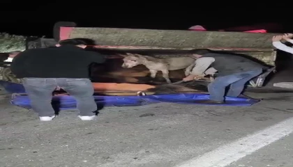 Adanada kasası eşek dolu kamyonet yola devrildi
