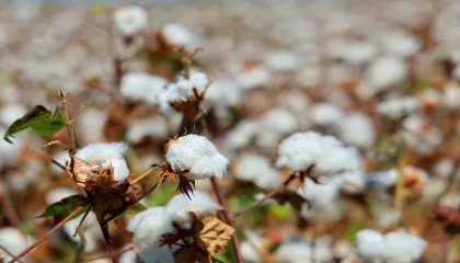 Adanada pamukta pembekurt zararlısına karşı uyarı
