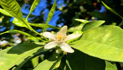 Adanada portakal çiçeği kokusu kenti sardı