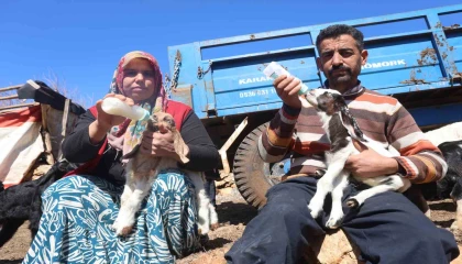 Akaryakıt karıştığı iddia edilen yağmur suyu birikintisinden içerek telef olan küçükbaş hayvanların yavrularını biberonla yaşatmaya çalışıyorlar