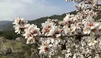Antalyada badem ağaçları çiçek açtı, doğada renk cümbüşü yaşanıyor