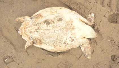 Antalyada ölü caretta caretta kıyıya vurdu