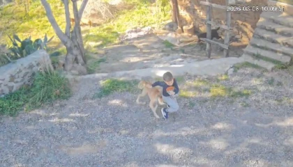 Antalyada sahipsiz köpeğin saldırısına uğrayan 7 yaşındaki çocuk hastanelik oldu