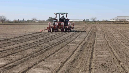 Çukurovanın bereketli toprakları mısır ve ayçiçeği tohumları ile buluştu