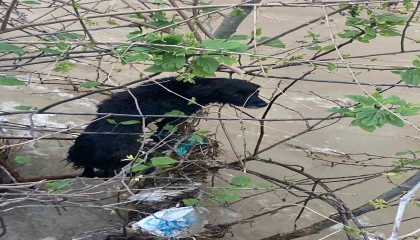 Dereye düşen köpek zorlu operasyonla kurtarıldı