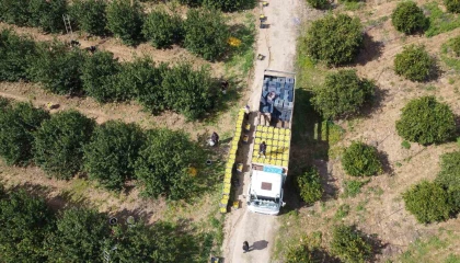 Dikenli limon üreticinin yüzünü güldürdü