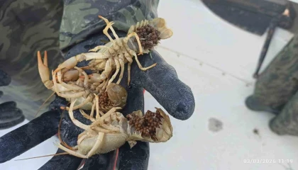 Eğirdir Gölünde kaçak pinterlere el konuldu, kerevitler göle bırakıldı