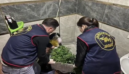 Evlerinde saksı içerisinde kenevir yetiştiren tacirlere operasyon