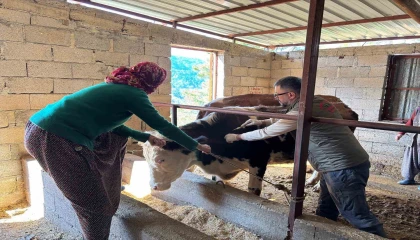 Gazipaşada hayvan sağlığı için sahada yoğun mesai