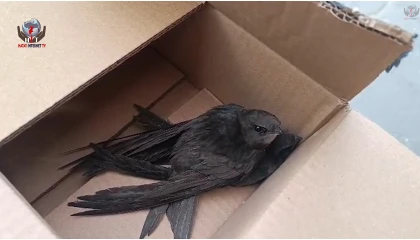 Göç yolunda yorgun düşen Ebabil kuşlarına polisten yürek ısıtan şefkat