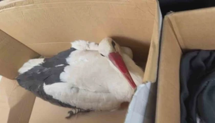 Göç yolundaki leyleklere av tüfeğiyle ateş ettiler