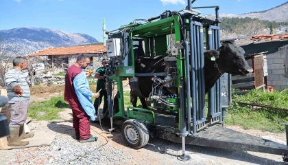 Gündoğmuşlu üreticilerin büyükbaş hayvanlarına tırnak bakım desteği