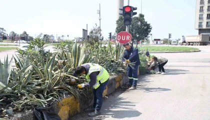 Hatay Büyükşehir Belediyesi bitkide dışa bağımlılığı en aza indirmeyi hedefliyor