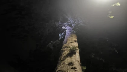 İskenderunda ağaçta mahsur kalan kediyi itfaiye kurtardı