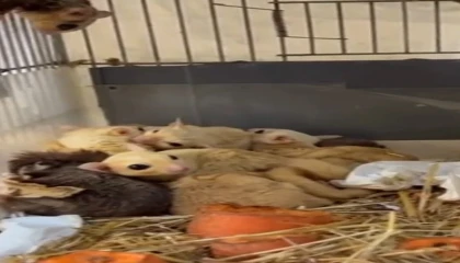 Ispartada 33 şeker planörü ve 2 Arap tavşanı ele geçirildi