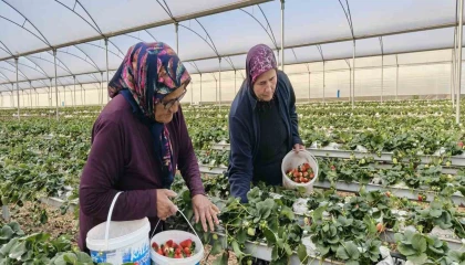 Kadınlar Gününü tarlada çalışarak kutladılar