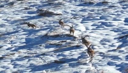 Kahramanmaraşta yaban keçileri görüntülendi