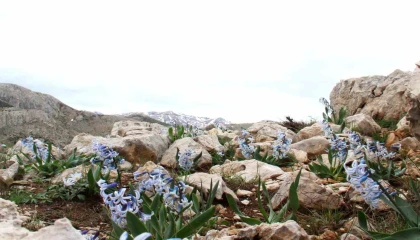 Kar altından çıkan kaya sümbülü görsel şölen sunuyor