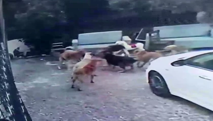 Köpek sürüsü kediyi parçaladı, korkudan çocuğunu okuldan aldı