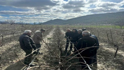 Korkutelinde çiftçilere budama eğitimi