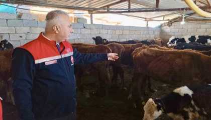 Kumluda yerli ırk hayvanlarla büyükbaş yetiştiriciliği yapan işletme incelendi