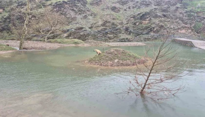 Mahsur kalan köpeği itfaiye ekipleri kurtardı