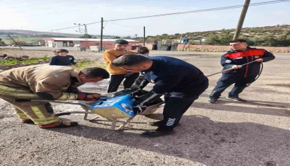 Mahsur kalan köpeklerin yardımına itfaiye yetişti