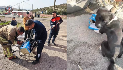 Mahsur kalan köpeklerin yardımına itfaiye yetişti