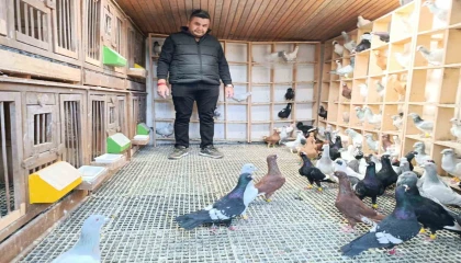 Memurluğu bırakıp güvercin yetiştiricisi oldu, otomobil fiyatına satıyor