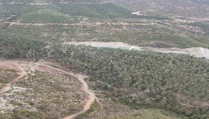 Mersinde ak pelikanların dansı görsel şölen sundu
