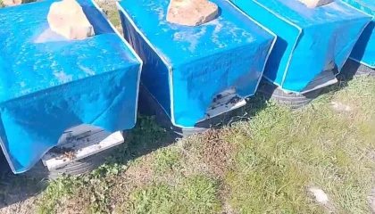 Mersinde zamansız zirai ilaçlama arıların ölümüne sebep oldu