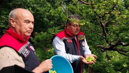 Mutta örtü altı erik hasadı başladı