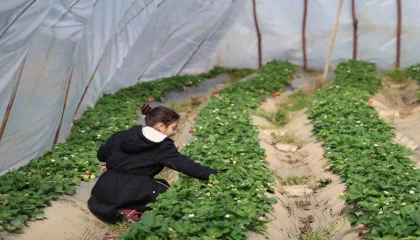 Narenciyeden umduğunu bulamayan üretici çileğe yöneldi