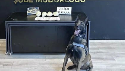 Ocak ayının en başarılı narkotik köpeği Jardi oldu