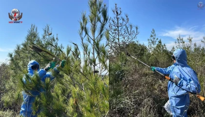 ORMANLARDA ZARARLIYA DOĞAL MÜDAHALE